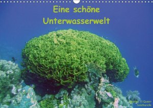 Eine schoene Unterwasserwelt - Bauch Dorothee