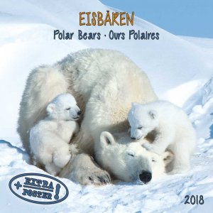 Eisbaeren / Polar Bears / Ours polaire 2018
