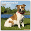 Staffordshire Bull Terrier - Staffordshire Bull Terrier 2024
