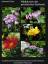 Wildblumen des griechischen Festlands - Empfehlenswerte botanische Exkursionen auf dem Festland einschließlich Peloponnes - Flohe, Johannes