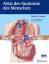 Atlas der Anatomie des Menschen. - Netter, Frank H.