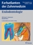 Endodontologie Farbatlanten der Zahnmedizin - Baumann, Michael A.; Beer, Rudolf