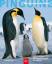 Pinguine - Spezialisten fürs Kalte - Culik, Boris