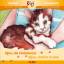 Bijou, die Findelkatze/Bijou, la petite chatte trouvée: Deutsch-französische Ausgabe. (BiLi - Zweisprachige Sachgeschichten für Kinder) - Welly, Carina