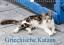 Griechische Katzen (Wandkalender 2019 DIN A4 quer) - Christine Lumplecker
