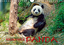 Niedlicher Panda (Wandkalender 2021 DIN A4 quer)  Eindrucksvolle Bilder eines wunderschönen Tieres. (Monatskalender, 14 Seiten )  Peter Roder  Kalender  Kalender  Deutsch  2021 - Roder, Peter