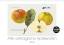 Alte vertraegliche Apfelsorten (Wandkalender 2022 DIN A3 quer) - Lucy M. Laube