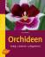 Orchideen | Farbig, exotisch, pflegeleicht, SMART | Lutz Röllke | Taschenbuch | 64 S. | Deutsch | 2011 | Verlag Eugen Ulmer | EAN 9783800167005 - Röllke, Lutz