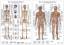 Die menschliche Muskulatur/Das menschliche Skelett, 2 Lerntafeln 90 x 60 cm in Kunststoffhülle