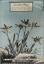 Gustav Hegi: Alpenflora. Die verbreitets