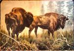 Auerochs  Wisent Schulwandbild