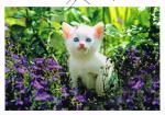 Postkarte: Katzenbaby (Katze) (ungelaufen)