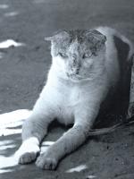 The Cats of Lamu. [The Feral Cats of an Exotic African Island.]