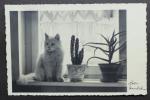 Originale Fotografie (Vintage, Gelatinesilber) - Fotokarte - Katze vor einem Fenster mit Kakteen, um 1930.