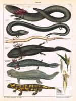 Molche. Große Ansicht mit acht Lurcharten auf einem Blatt. Armmolch, Aalmolch, Olm, Kolbenmolch, Furchenmolch, Hellbender, Wassermolch, Erdmolch. Altkolorierte Kupferstiche von Schillinger um 1840