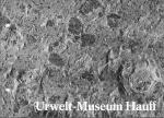 Bernhard Rolf Hauff: Urwelt-Museum Hauff Bernhard Rolf Hauff: Urwelt-Museum Hauff