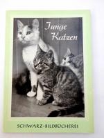 Elisabet Eytzinger: Junge Katzen. 42 Bil