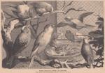 Englische Zucht-Kanarien-Vögel: Norwich-Kanarien und Lizard-Kanarien. Schöne Abbildung.