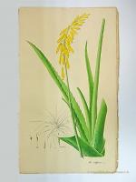 Aimée Henry: Aloe vulgaris Encycl. (Die 