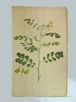 Aimée Henry: Cassia Senna L. (Der Sennes