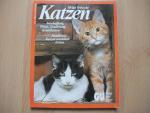 Katzen