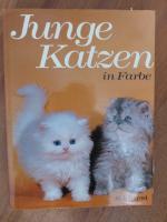 Angela Sayer: Junge Katzen in Farbe. Angela Sayer: Junge Katzen in Farbe.