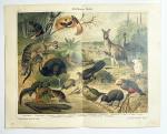 Chromolithographie / Australische Fauna