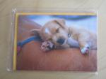 Postkarte Hund / Hundebaby: Klapp- Postk