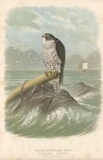 Falco Gyrfalco, Schleg. Altes Männchen. Taf. XX. Verlag u. Chromo-Lith. von Th. Fischer, Cassel.