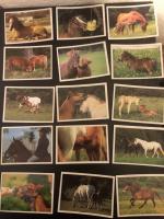 Pferde Panini Bilder Sammlung