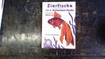 Werner Gehlhar: Zierfische für das Aquar