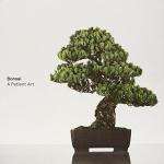 Bonsai: A Patient Art