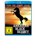 American Black Beauty