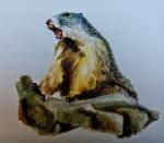 _ vigie la marmotte