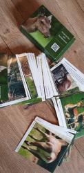 Ansprechen von Schalenwild