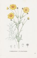 "Coreopsis d' atkinson" - Mädchenauge flower Blume Blumen botanical Botanik Botany