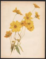 W Robinson: "Coreopsis Lanceolata" - Mäd