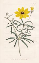 Curtis, William (1746-1799): "Coreopsis 