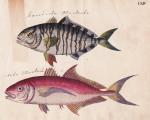 Strack, Friedrich (1781-1852): bandirte 