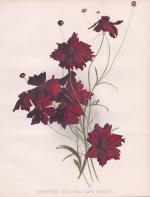 Robinson, William (1838-1935): "Coreopsi