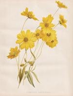Robinson, William (1838-1935): "Coreopsi