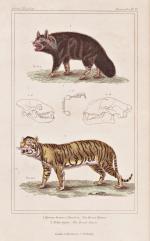 "1. Hyaena brunnea. 2. Felis tigris." - Hyäne Hyena Tiger tigre