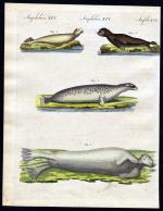 Bertuch, Friedrich Justin: "Amphibien XV
