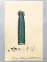 Aimée Henry: Euphorbia canariesis L. [Di