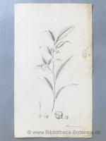 Aimée Henry: Thea viridis Lin. und Thea 