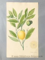 Aimée Henry: Citrus medica L., [aus: Nee
