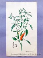 Aimée Henry: Capsicum annuum, L., [aus: 