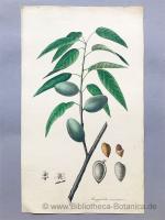 Aimée Henry: Amygdalus communis Lin., [a