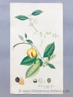 Aimée Henry: Myristica aromatica Roseb. 