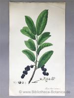 Aimée Henry: Prunus lauro cerasus, Lin.,